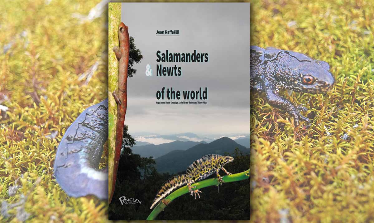 Salamanders and Newts of the World