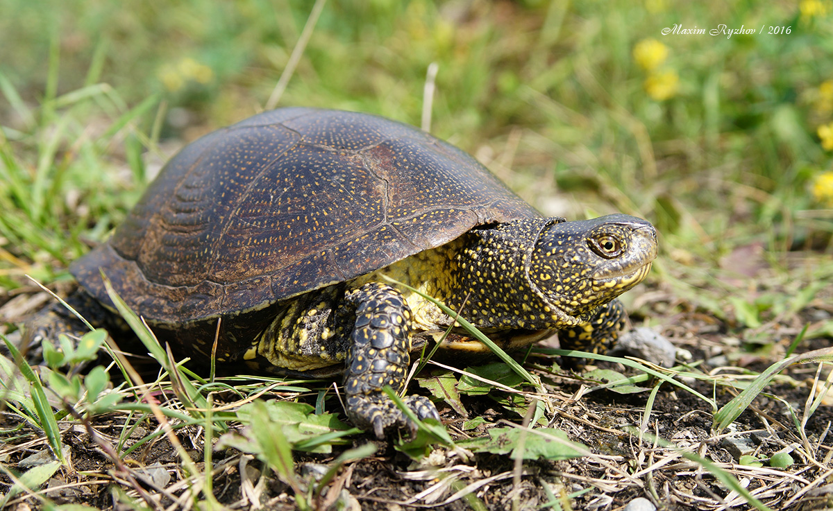 Болотная черепаха (Emys orbicularis)