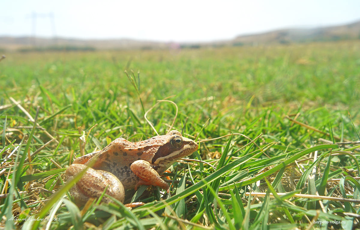 Малоазиатская лягушка (Rana macrocnemis) Малоазиатская лягушка (Rana macrocnemis)