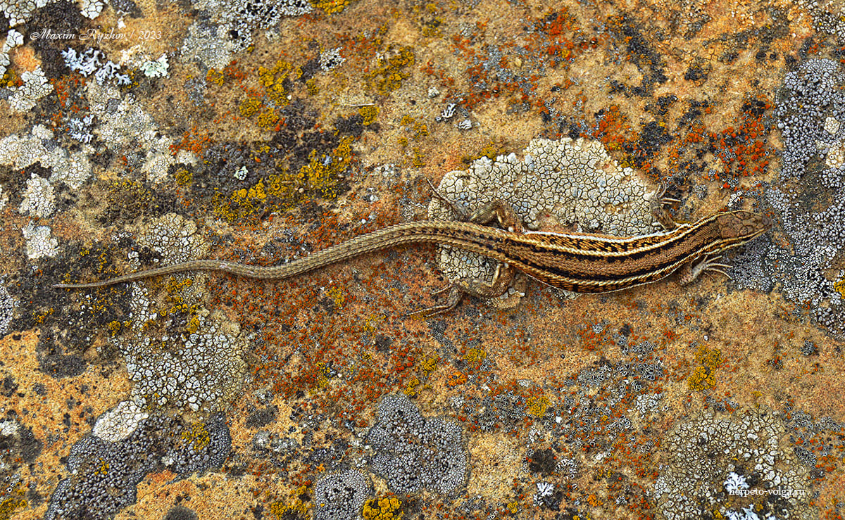 Стройная змееголовка (Ophisops elegans)