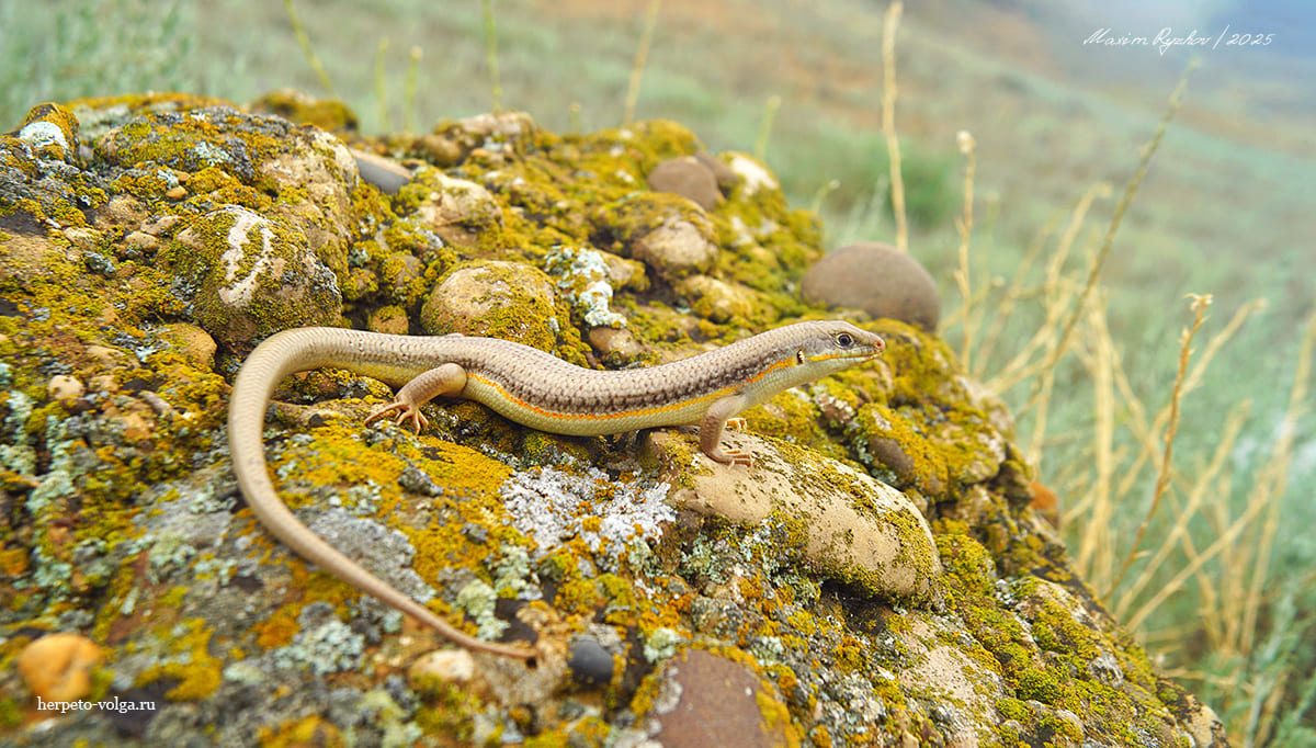 Длинноногий сцинк (Eumeces schneideri) Длинноногий сцинк (Eumeces schneideri)