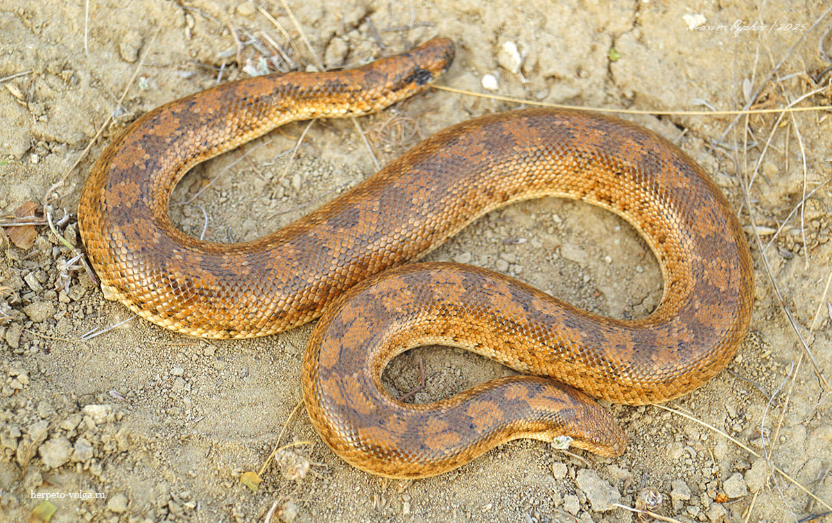 Песчаный удавчик (Eryx miliaris) Песчаный удавчик (Eryx miliaris)