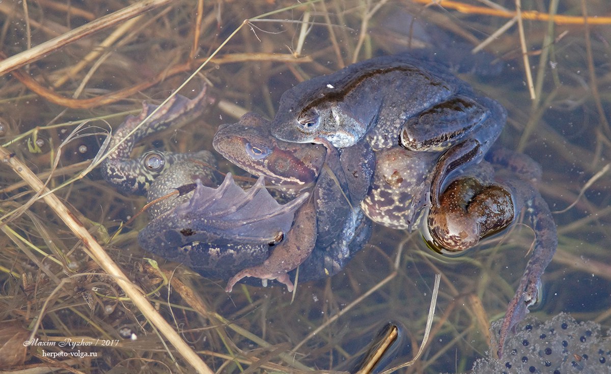 Травяные лягушки (Rana temporaria)