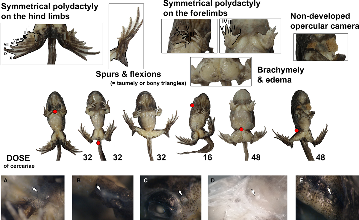 Svinin, A.O., Bashinskiy, I.V., Litvinchuk, S.N. et al. Strigea robusta causes polydactyly and severe forms of Rostand’s anomaly P in water frogs. Parasites Vectors 13, 381 (2020)
