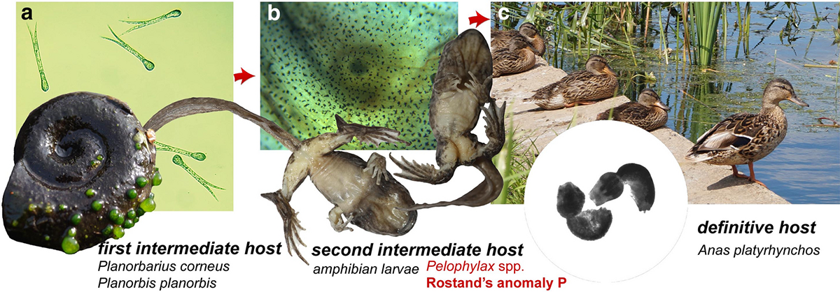 Svinin, A.O., Bashinskiy, I.V., Litvinchuk, S.N. et al. Strigea robusta causes polydactyly and severe forms of Rostand’s anomaly P in water frogs. Parasites Vectors 13, 381 (2020) Svinin, A.O., Bashinskiy, I.V., Litvinchuk, S.N. et al. Strigea robusta causes polydactyly and severe forms of Rostand’s anomaly P in water frogs. Parasites Vectors 13, 381 (2020)