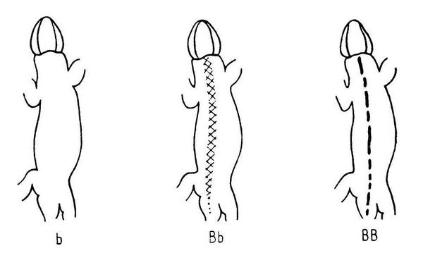 Элементы рисунка живородящей ящерицы Zootoca vivipara Lichtenstein, 1823 Элементы рисунка живородящей ящерицы Zootoca vivipara Lichtenstein, 1823
