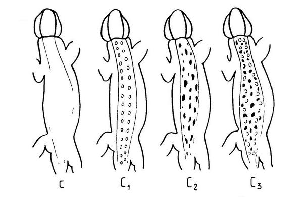Элементы рисунка живородящей ящерицы Zootoca vivipara Lichtenstein, 1823 Элементы рисунка живородящей ящерицы Zootoca vivipara Lichtenstein, 1823