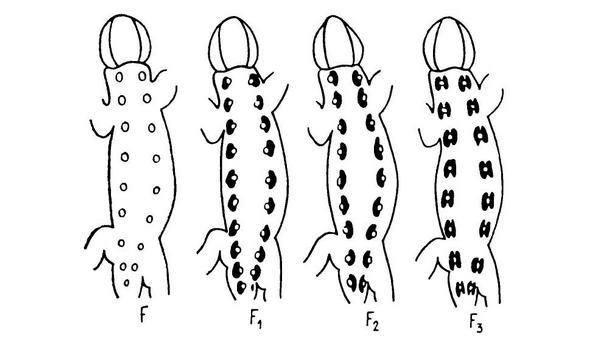 Элементы рисунка живородящей ящерицы Zootoca vivipara Lichtenstein, 1823 Элементы рисунка живородящей ящерицы Zootoca vivipara Lichtenstein, 1823