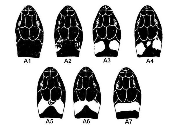 Изменчивость фенов затылочных пятен обыкновенного ужа (по Пикулику, 1988).