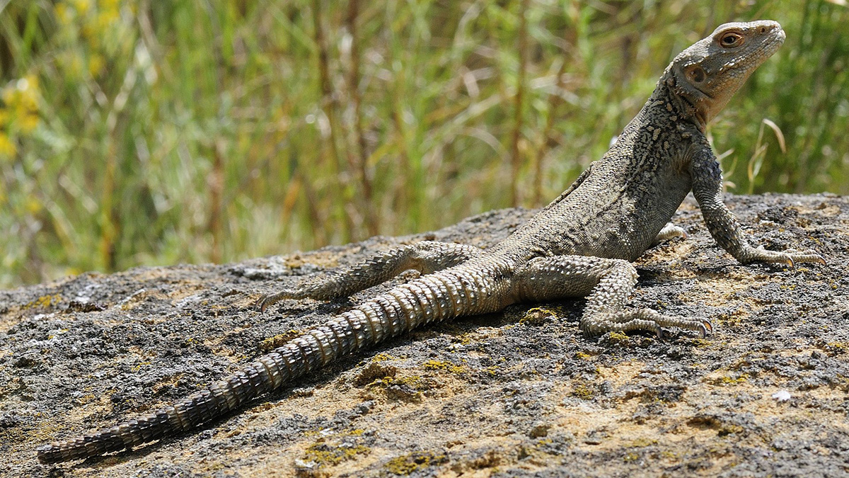Кавказская агама (Paralaudakia caucasia)