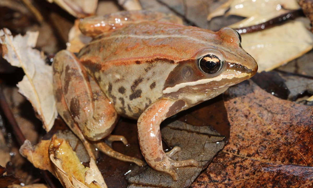Wood Frog (Rana sylvatica). Photo by Drew R. Davis.