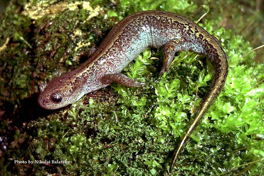 Сибирский углозуб Salamandrella keyserlingii