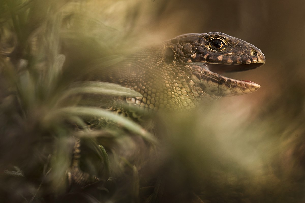 Прыткая ящерицы (Lacerta agilis). Фото: Антон Воронин