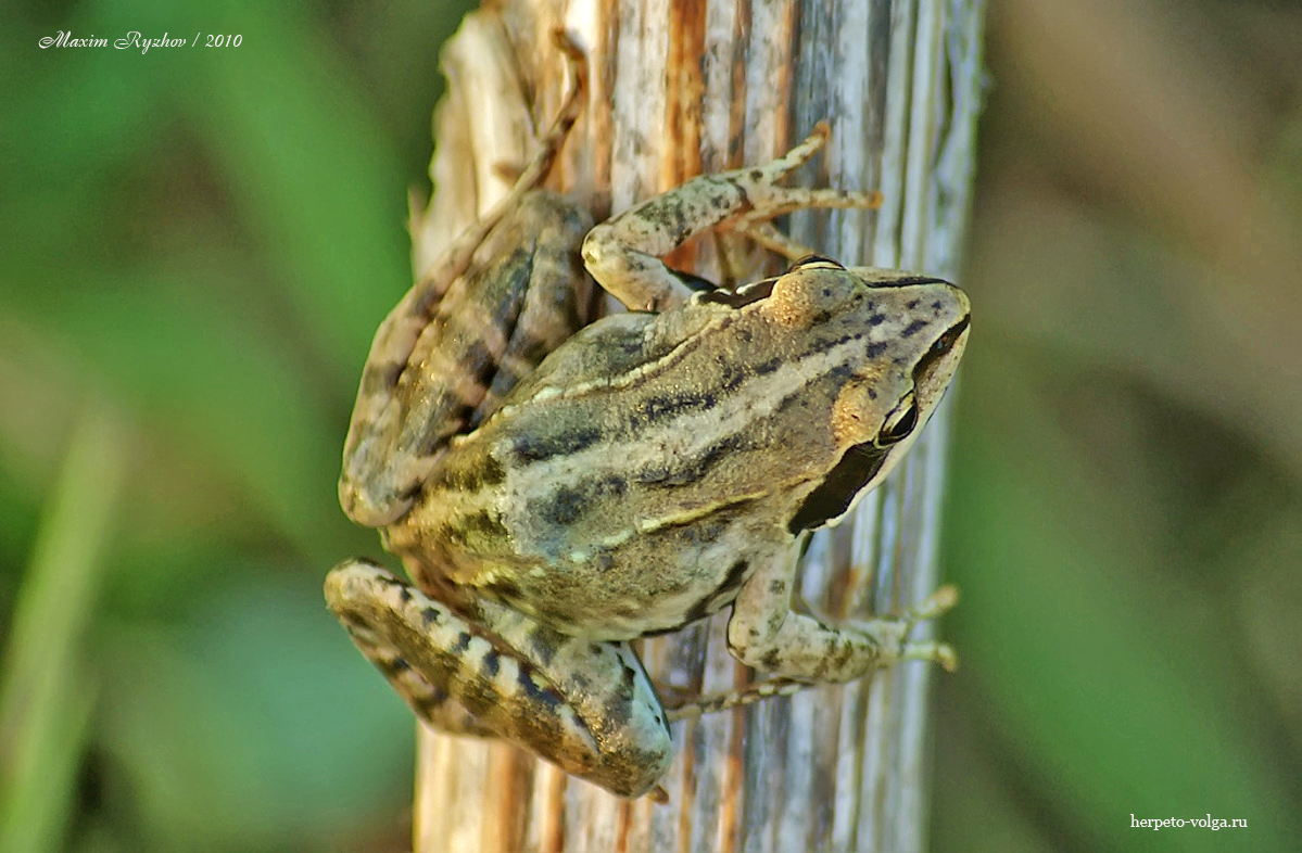 Остромордая лягушка (Rana arvalis)