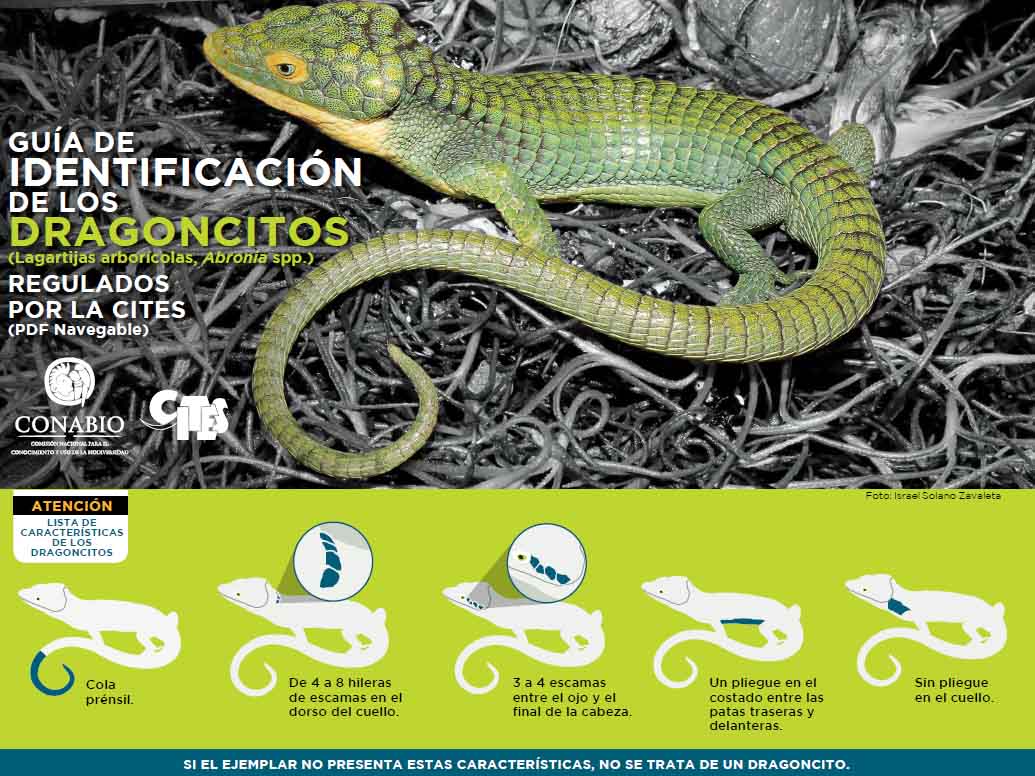 Определитель ящериц рода Abronia Определитель ящериц рода Abronia