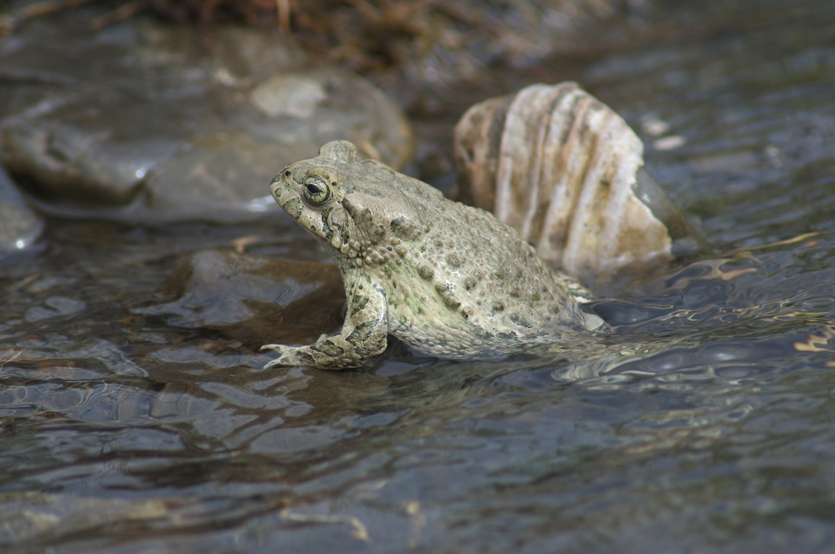 Bufotes sitibundus. Фото: Владимир Мельников. Верховья р. Усухчай, Дагестан.