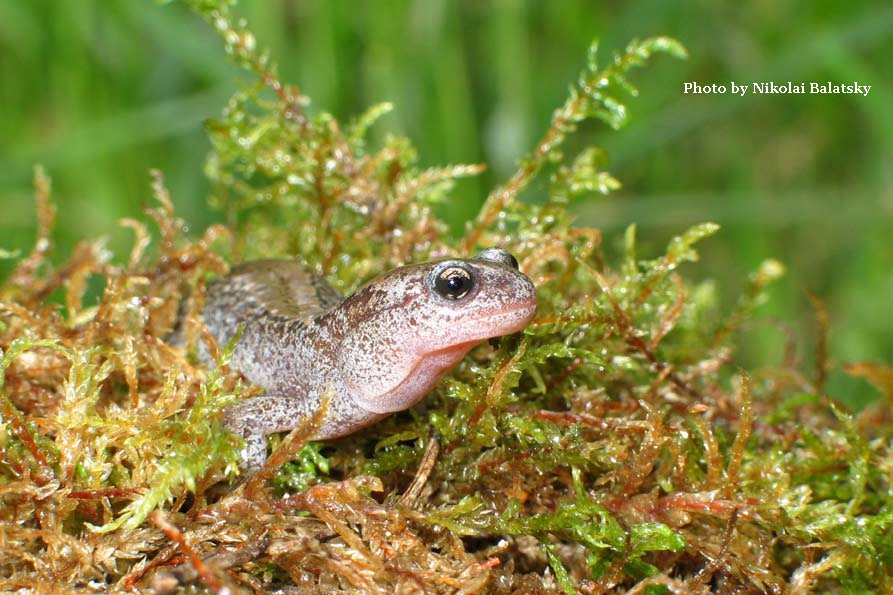 Сибирский углозуб Salamandrella keyserlingii