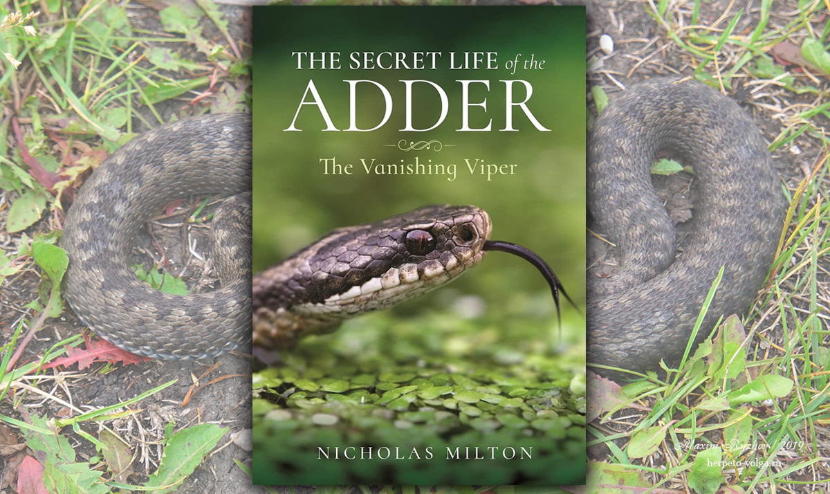 The Secret Life of the Adder: The Vanishing Viper