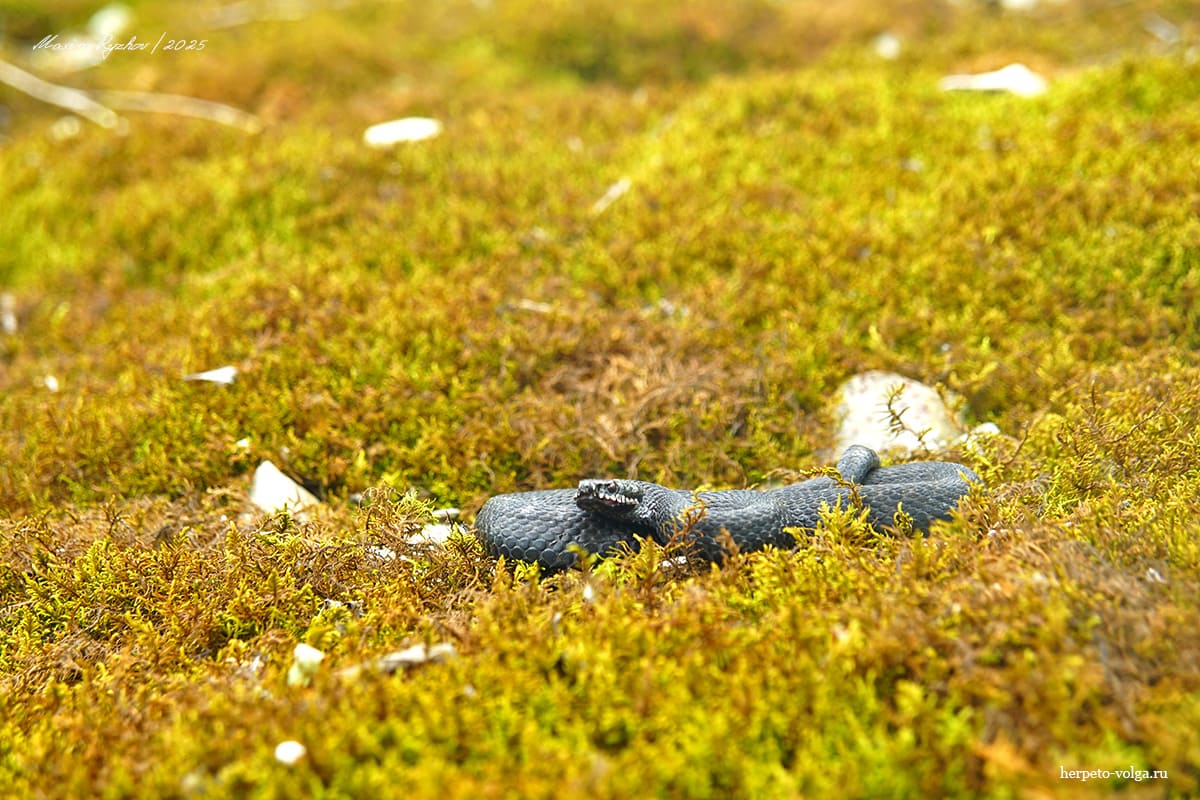 Обыкновенная гадюка (Vipera berus) Обыкновенная гадюка (Vipera berus)