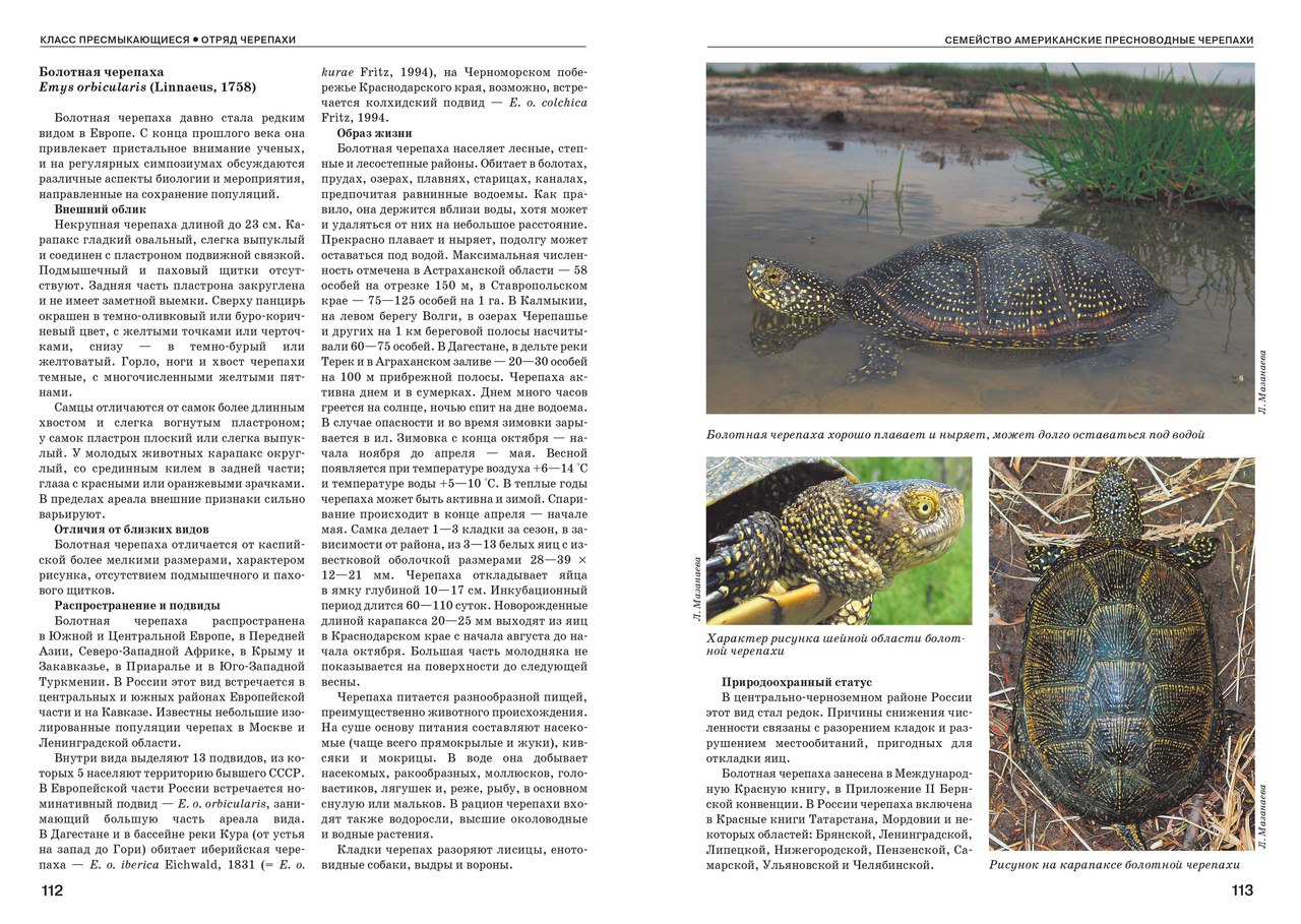 Страница определителя "Земноводные и пресмыкающиеся России" с сайта phyton-knigi.ru Страница определителя "Земноводные и пресмыкающиеся России" с сайта phyton-knigi.ru
