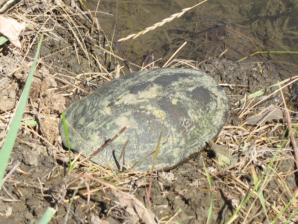 Emys orbicularis