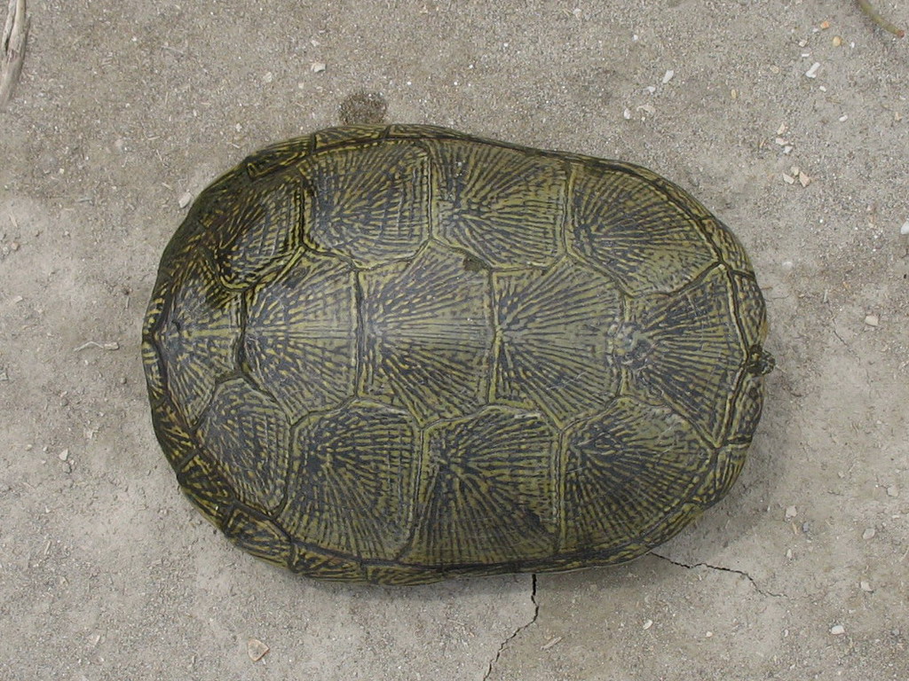 Emys orbicularis