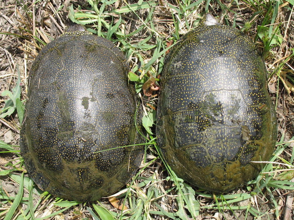 Emys orbicularis