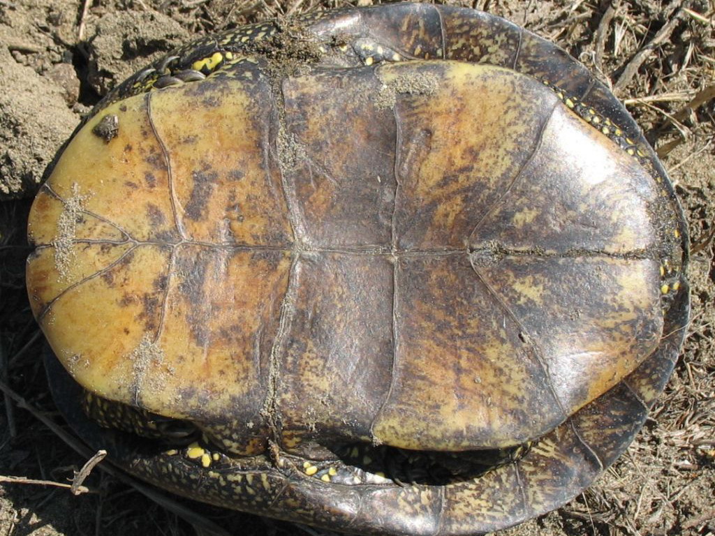 Emys orbicularis