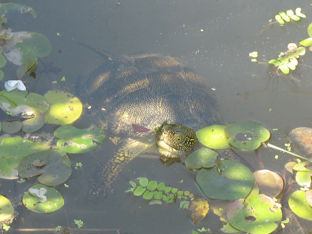 Emys orbicularis