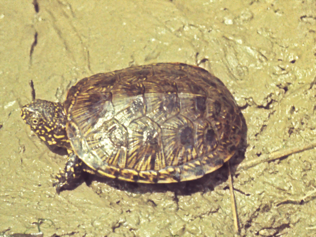 Emys orbicularis