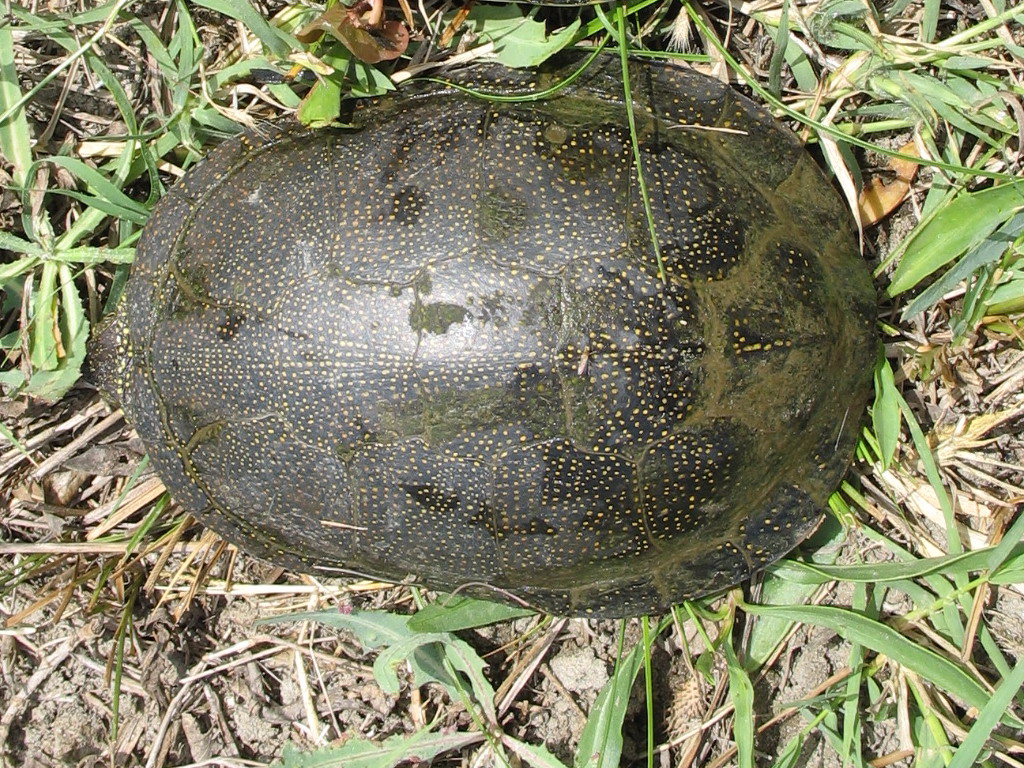 Emys orbicularis