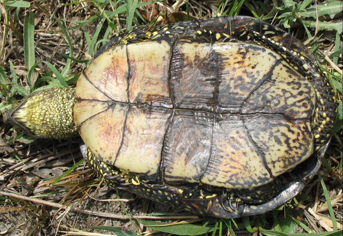 Emys orbicularis