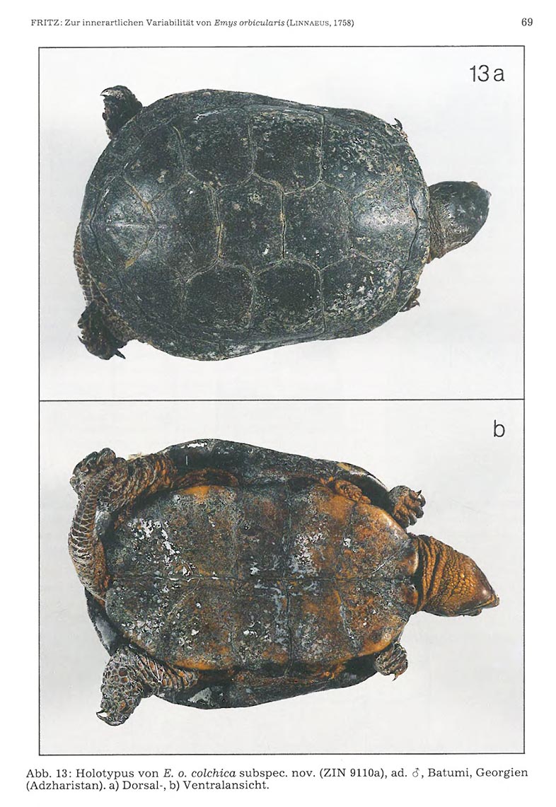 Голотип Emys orbicularis colchica Голотип Emys orbicularis colchica