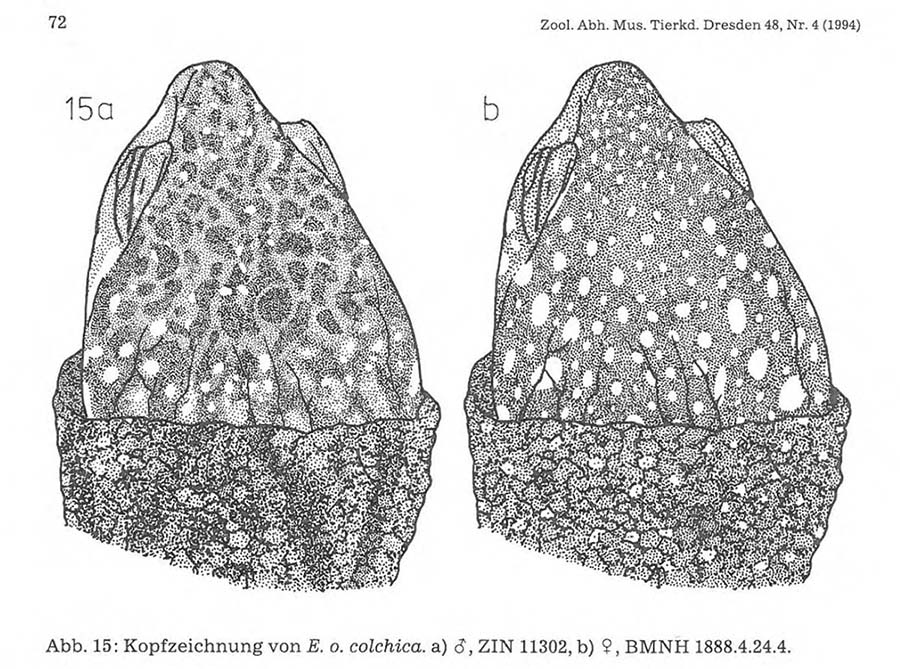 Голова Emys orbicularis colchica Голова Emys orbicularis colchica