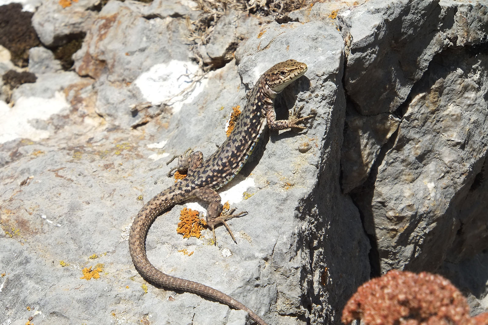 Ящерица Браунера (Darevskia brauneri). Фото: Константин Лотиев, с сайта lacerta.de