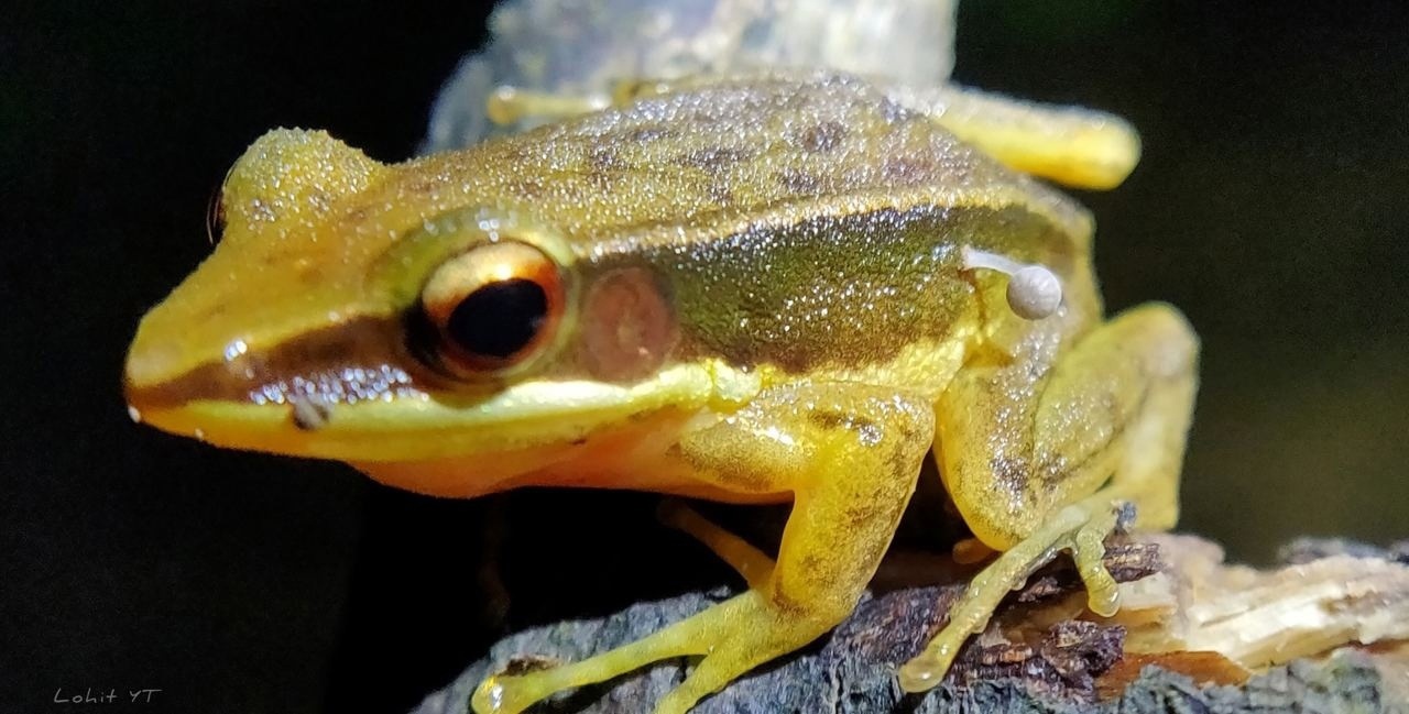 Golden-backed Frog (Indosylvirana intermedia) with Mushroom (Mycena sp.)
