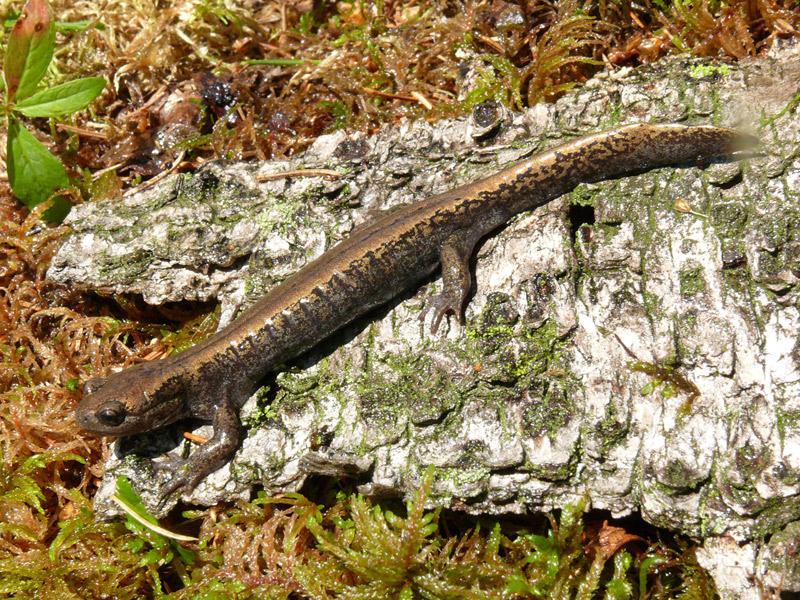 Сибирский углозуб Salamandrella keyserlingii