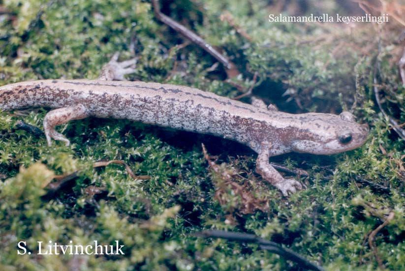 Сибирский углозуб Salamandrella keyserlingii