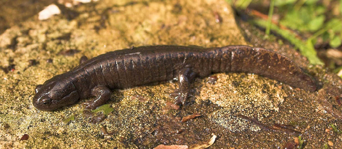 Cибирский углозуб (Salamandrella keyserlingii). Фото: С.М. Чупров 
