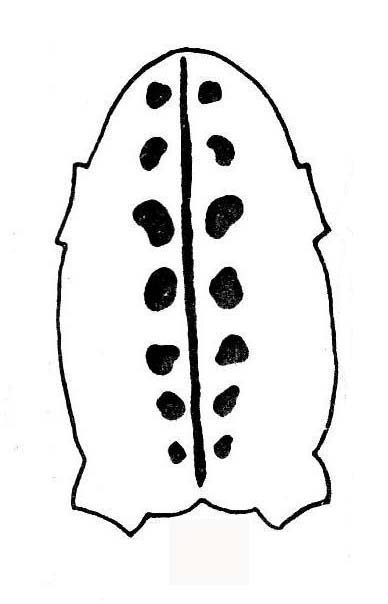 Продольная полоса длинная, проходит через всю спину от морды до клоаки.