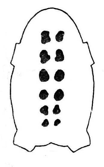 Мелкие пятна отсутвуют. Крупные пятна разнообразной формы