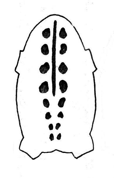 Продольная полоса короткая, не доходит до конца клоаки