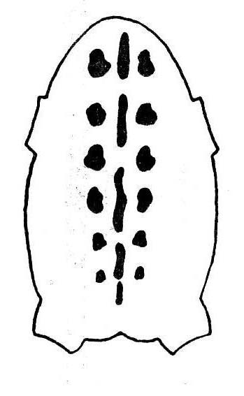 Продольная полоса прерывистая, представлена отдельными сегментами