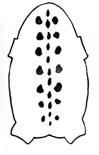 Продольная полоса точечная, представлена пунктирной линией из большего или меньшего количества точек.