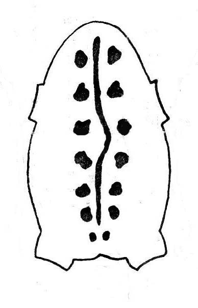 Продольная полоса зигзагообразная или косая