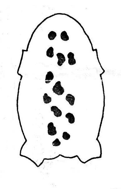 Продольная полоса отсутствует