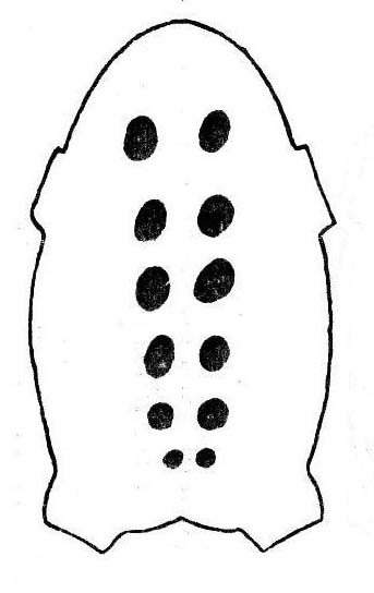 Пятна крупные с ровным контуром