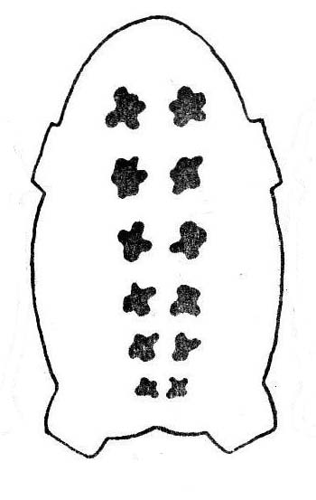Пятна крупные с неровным контуром