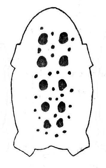 Вместе с крупными пятнами присутствуют и мелкие