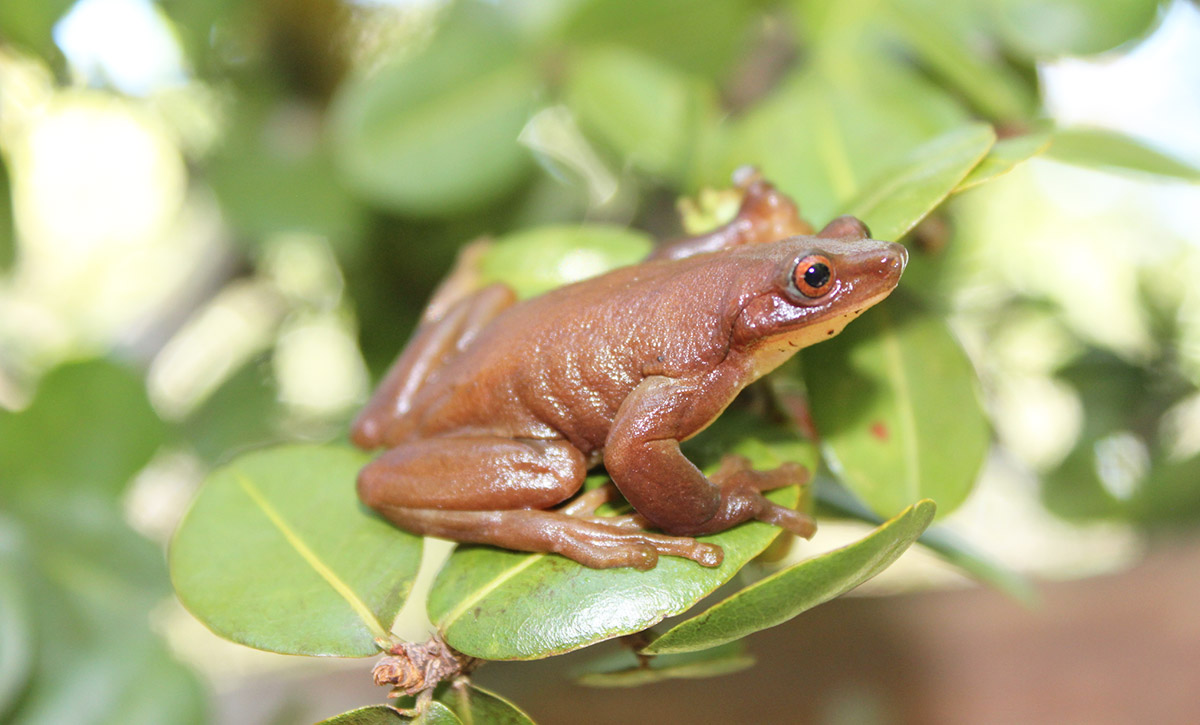 Ромбоглазая квакша (Xenohyla truncata)